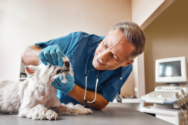 Best 24-Hour Emergency Dental Care in Luxemburg, WI